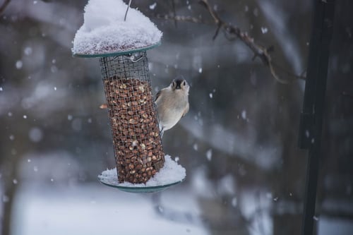 snowy-bird