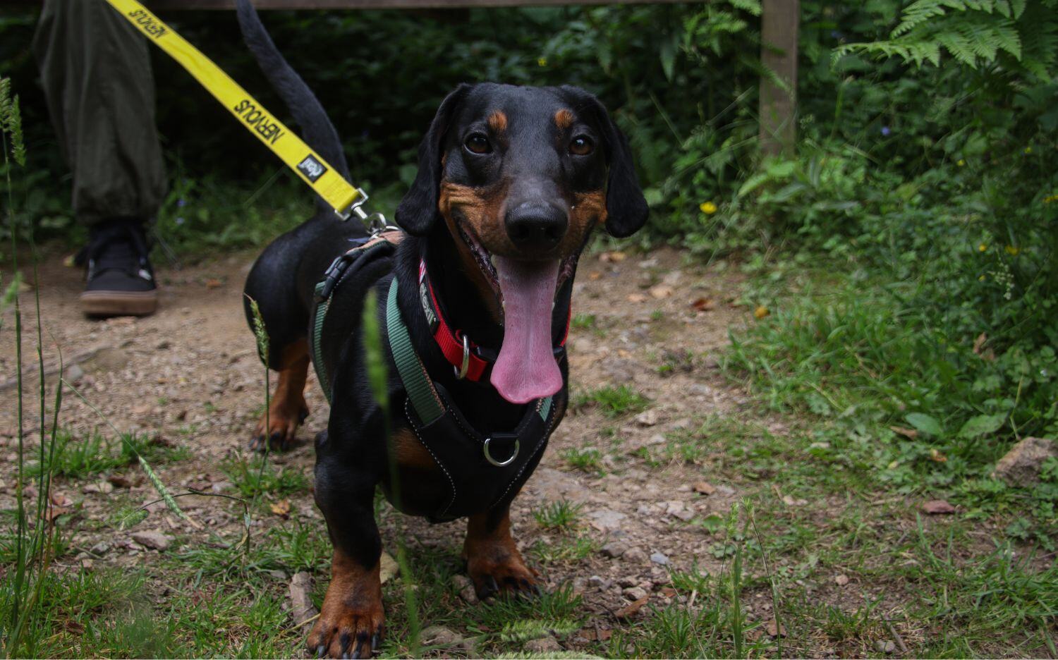 Dog safety at lakes and reservoirs